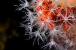 Corallium rubrum - Mediterranean sea - Canon Macro 60 mm ... by Luca Bertoglio 